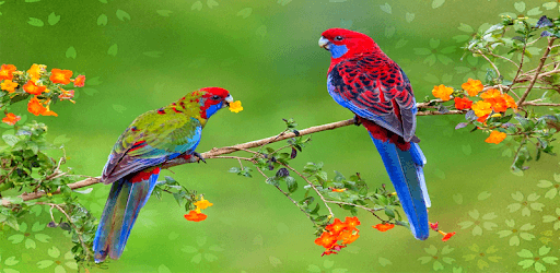 Lovebird sounds PC screenshot Lovebird sounds PC screenshot