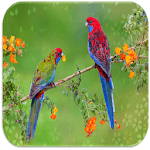 Lovebird sounds for PC Lovebird sounds for PC