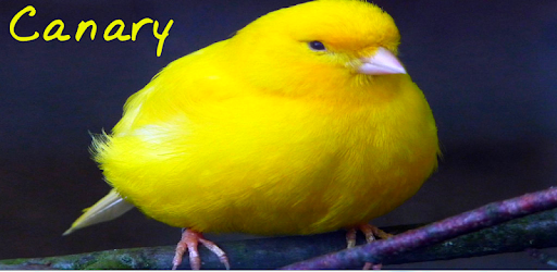 Canary singing PC screenshot Canary singing PC screenshot
