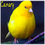 Canary singing for PC Canary singing for PC