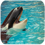 Killer whale sounds for PC