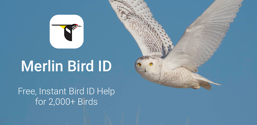Merlin Bird ID by Cornell Lab of Ornithology PC screenshot