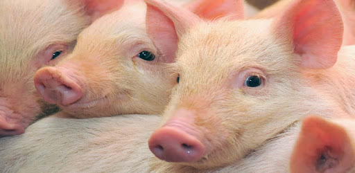 PigPlus PC screenshot