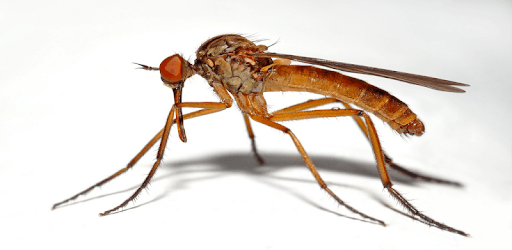 Mosquito sounds PC screenshot