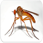 Mosquito sounds icon