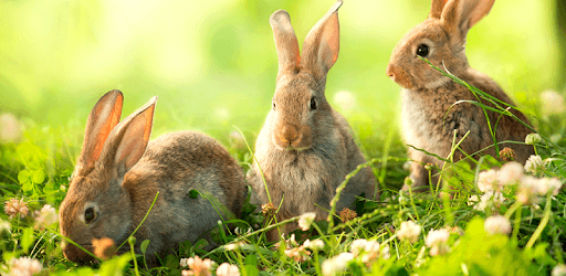Easter Live Wallpapers PC screenshot Easter Live Wallpapers PC screenshot
