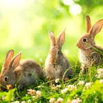 Easter Live Wallpapers for PC Easter Live Wallpapers for PC