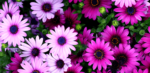 Flowers Live Wallpapers PC screenshot