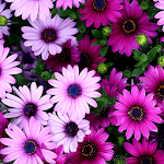 Flowers Live Wallpapers for PC