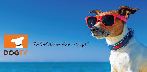 DOGTV PC screenshot DOGTV PC screenshot