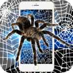 Spider Theme Black White Cobweb Full Of Cracks for PC Spider Theme Black White Cobweb Full Of Cracks for PC