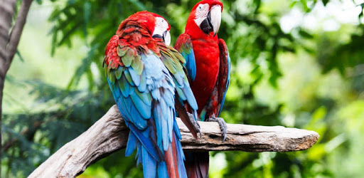 Amazon Parrot Wallpaper HD PC screenshot