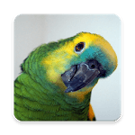 Amazon Parrot Wallpaper HD icon