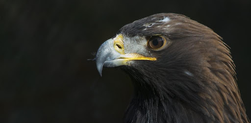 Golden Eagle Wallpaper HD PC screenshot