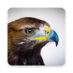 Golden Eagle Wallpaper HD for PC