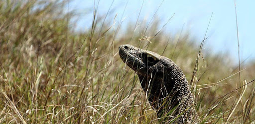 Komodo Dragon Wallpaper HD PC screenshot
