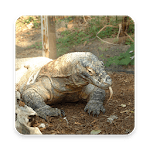 Komodo Dragon Wallpaper HD for PC