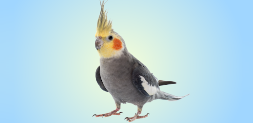 Cockatiel Sounds PC screenshot Cockatiel Sounds PC screenshot