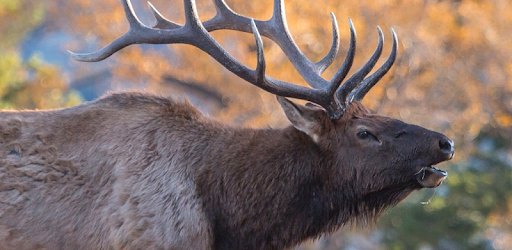 Elk Sounds PC screenshot Elk Sounds PC screenshot