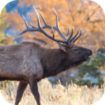 Elk Sounds for PC Elk Sounds for PC