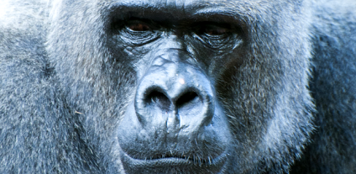 Gorilla Sounds PC screenshot