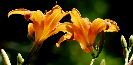 Lily Wallpapers PC screenshot Lily Wallpapers PC screenshot