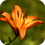 Lily Wallpapers for PC Lily Wallpapers for PC