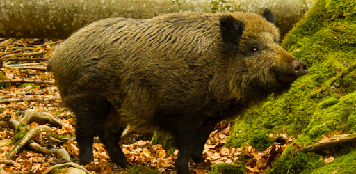 Wild Boar Sounds PC screenshot