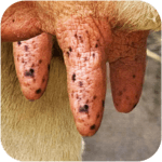 Milk The Cow for PC