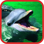 Dolphin Show Videos n Pics for PC Dolphin Show Videos n Pics for PC