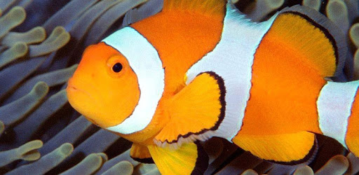live wallpapers fish PC screenshot