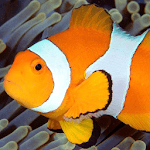 live wallpapers fish icon