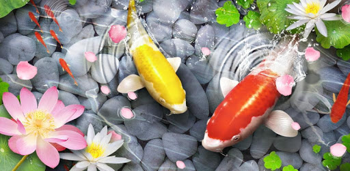 Fish Live Wallpaper 3D: Lively Koi Fish Background PC screenshot