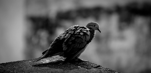 Real Bird Live Wallpaper PC screenshot
