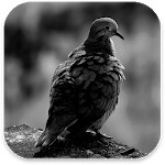 Real Bird Live Wallpaper for PC