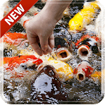 Koi Free 3D Live Wallpaper icon