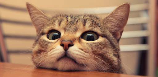 Q Cat Live Wallpaper PC screenshot
