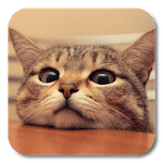 Q Cat Live Wallpaper for PC