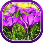 Beautiful Spring Flowers Live Wallpaper icon