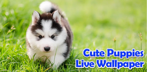 Cute Puppies Live Wallpaper PC screenshot