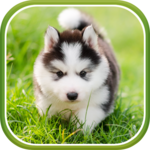 Cute Puppies Live Wallpaper icon