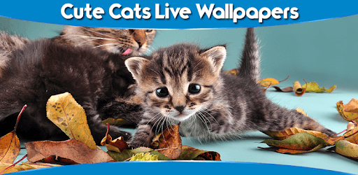 Cute Cats Live Wallpapers PC screenshot Cute Cats Live Wallpapers PC screenshot
