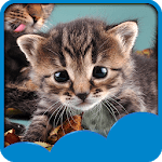 Cute Cats Live Wallpapers for PC Cute Cats Live Wallpapers for PC