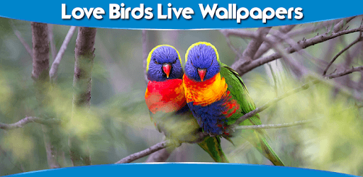 Love Birds Live Wallpapers PC screenshot