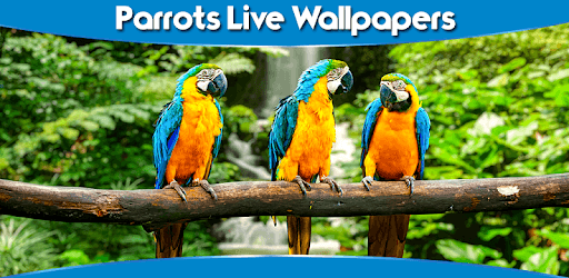 Parrots Live Wallpapers PC screenshot Parrots Live Wallpapers PC screenshot