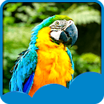 Parrots Live Wallpapers for PC Parrots Live Wallpapers for PC