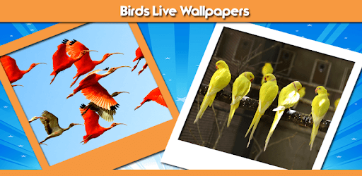 Birds Live Wallpapers PC screenshot Birds Live Wallpapers PC screenshot