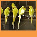 Birds Live Wallpapers for PC Birds Live Wallpapers for PC