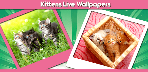 Kittens Live Wallpapers PC screenshot