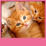 Kittens Live Wallpapers for PC